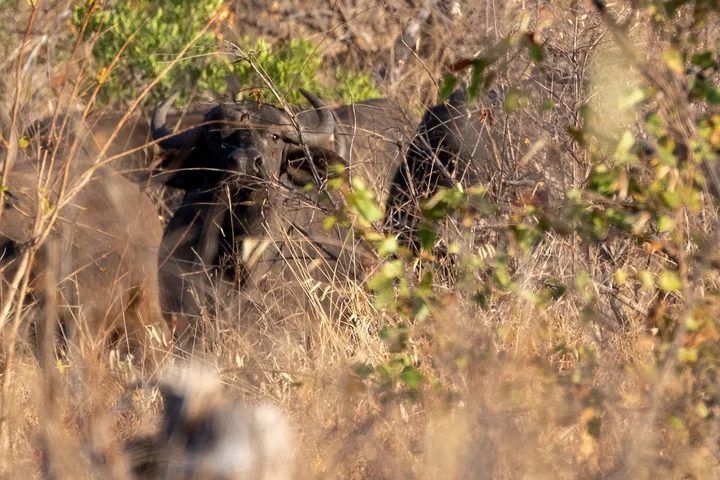 Buffalo standing in the bushes in South Africa
